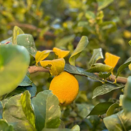 Mare, Monti E Limoni Apartment San Vito Chietino