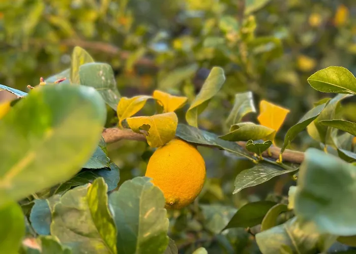 Mare, Monti E Limoni Apartmán San Vito Chietino